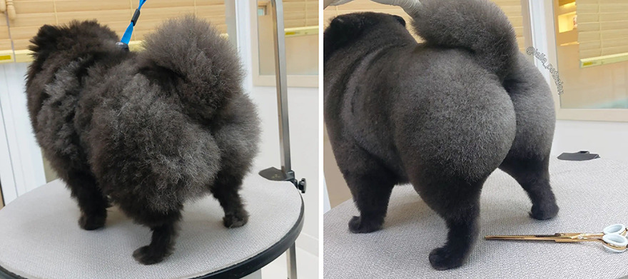 In Korea Dog Hair Salon Goes Viral For Cute Cuts On Its Customers 64E758A214055 Png 880