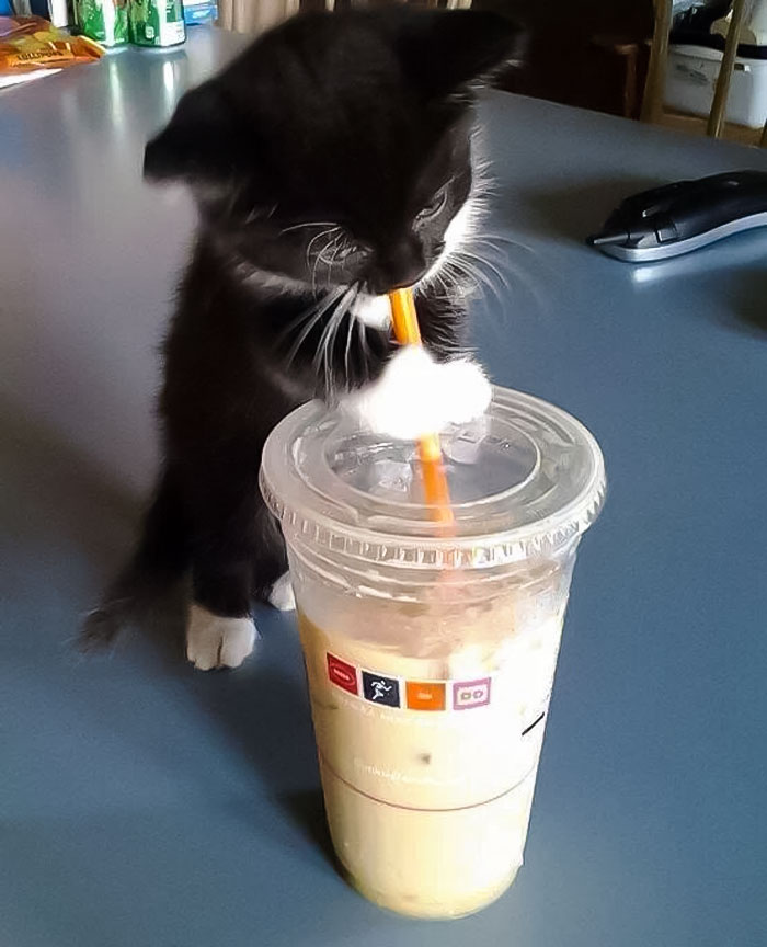 Pets Stealing Food Pics 6 64Be4Bf4B3F3A 700