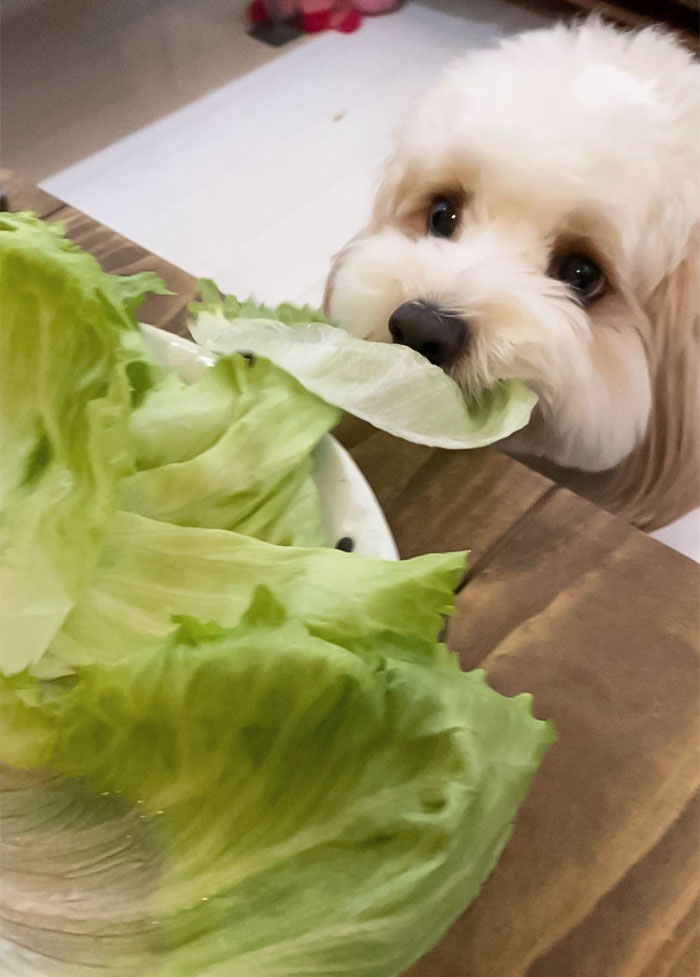 Pets Stealing Food Pics 99 64Cb654422C67 700