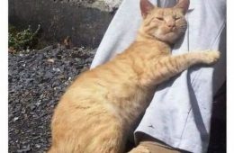 Funny Kitty Litterposting Pictures 64A3D3F22Cc52 700