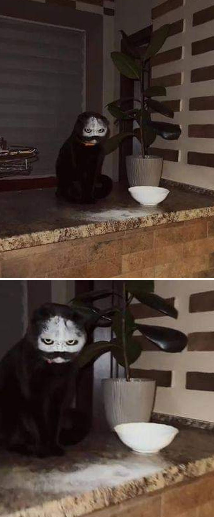 Funny Pets Scaring Their Owners 1 6480927C7B966 700
