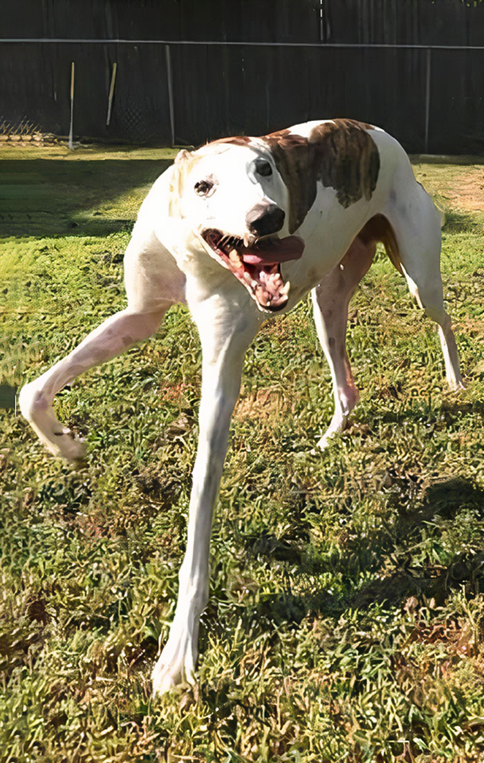 Funny Pets Scaring Their Owners 10 64A7F2Ee91458 700