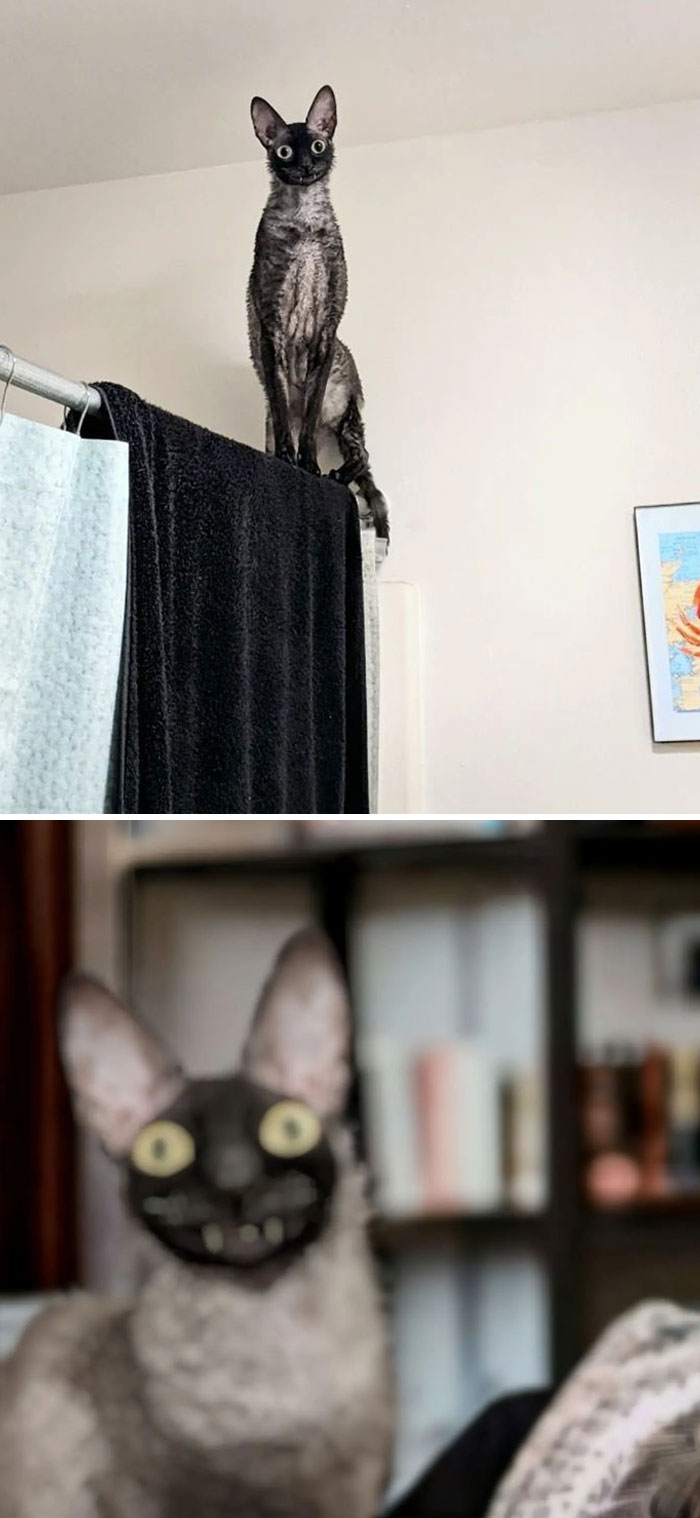 Funny Pets Scaring Their Owners 11 64C0E102E2B68 700