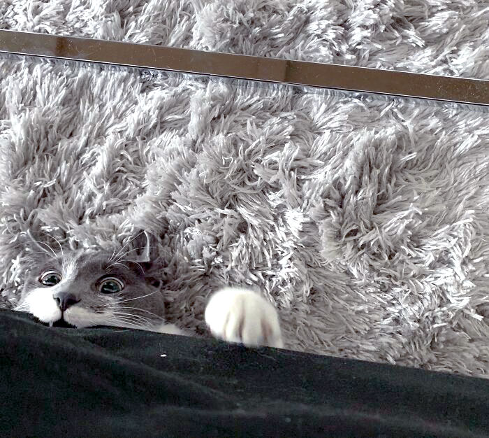 Funny Pets Scaring Their Owners 2 64Be6Bf7Abd86 700