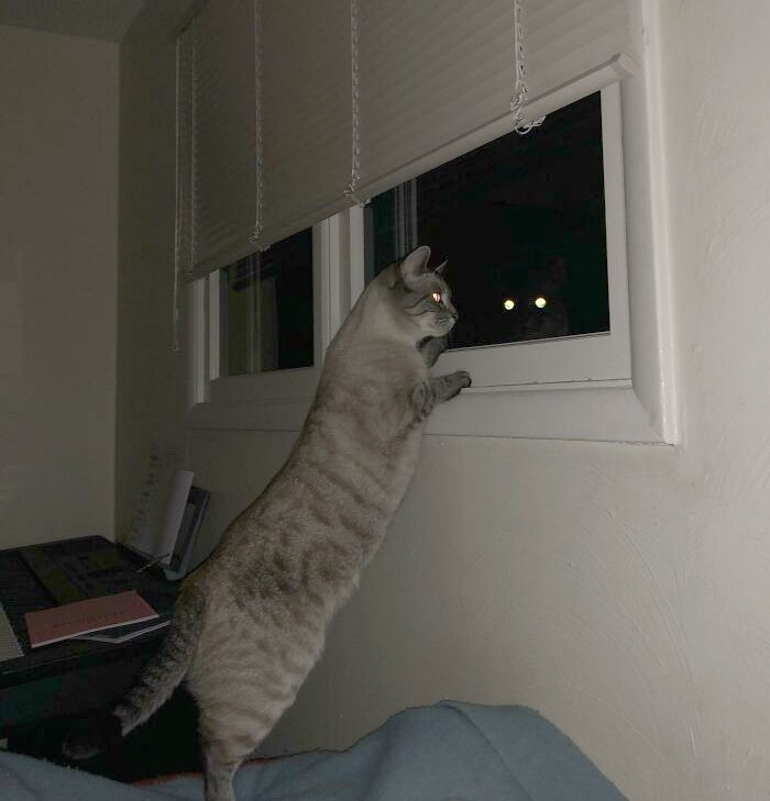 Funny Pets Scaring Their Owners 3 64A7De782Eda7 700