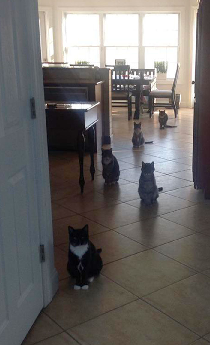 Funny Pets Scaring Their Owners 3 64C0D7B9Aaaf6 700