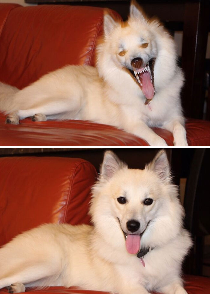 Funny Pets Scaring Their Owners 31 64A7Ef2461247 700