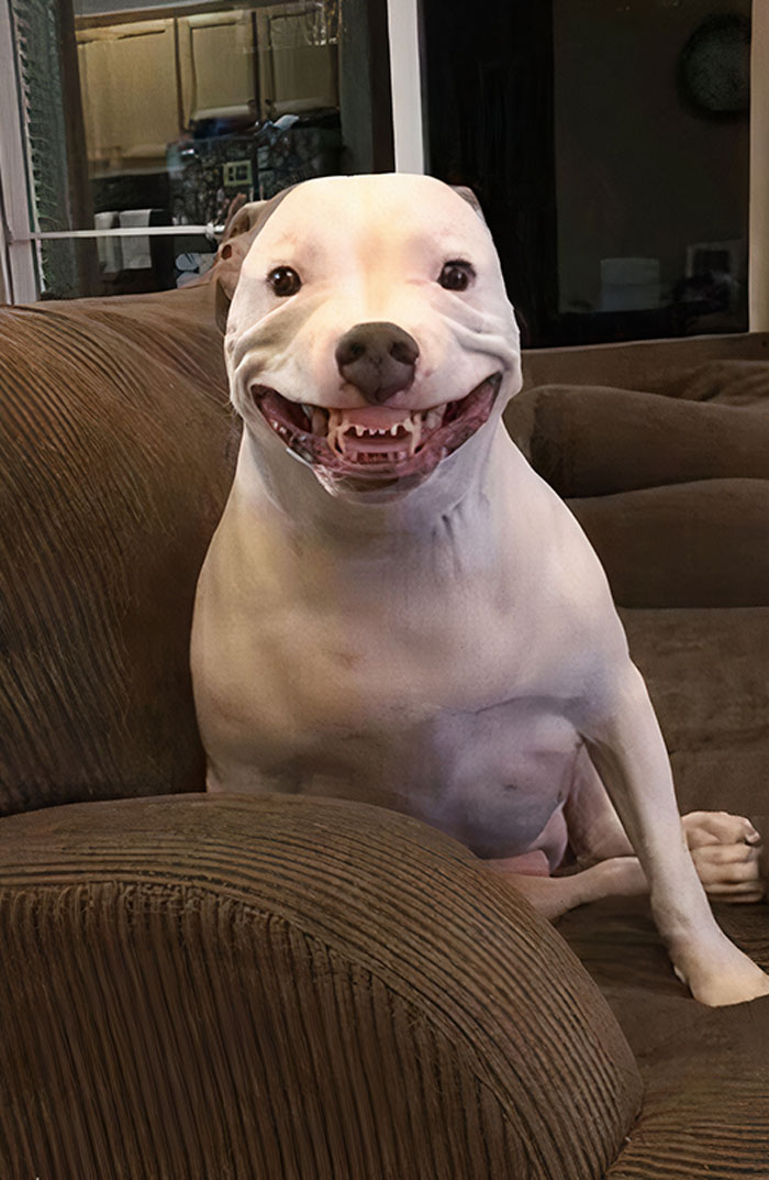 Funny Pets Scaring Their Owners 32 64A7F2B7Af32C 700
