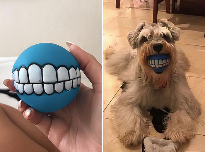 Funny Pets Scaring Their Owners 34 64A7F351C5073 700