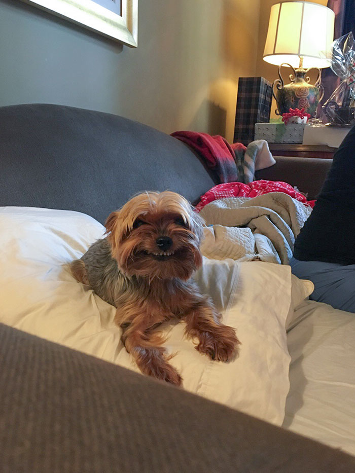 Funny Pets Scaring Their Owners 4 64C0D8603D249 700
