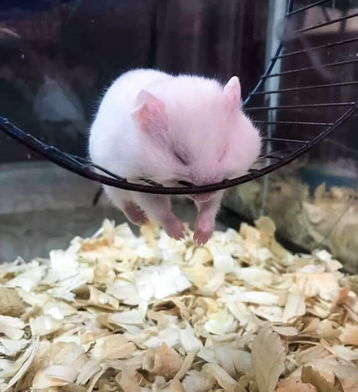Funny Pets Scaring Their Owners 40 64A7F7C48Ddb8 700