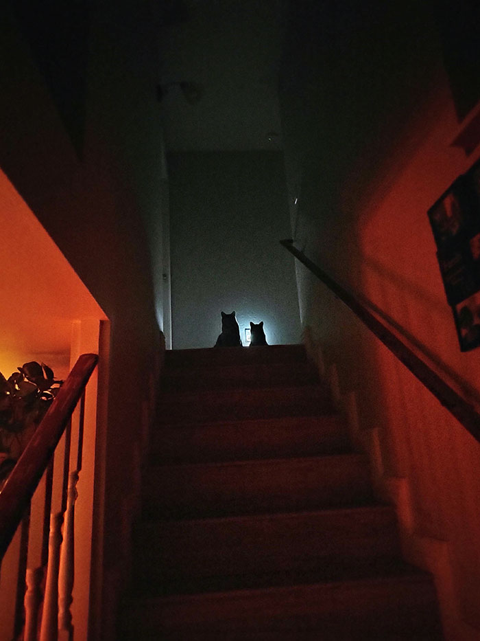 Funny Pets Scaring Their Owners 46 6481E011Dcfd5 700