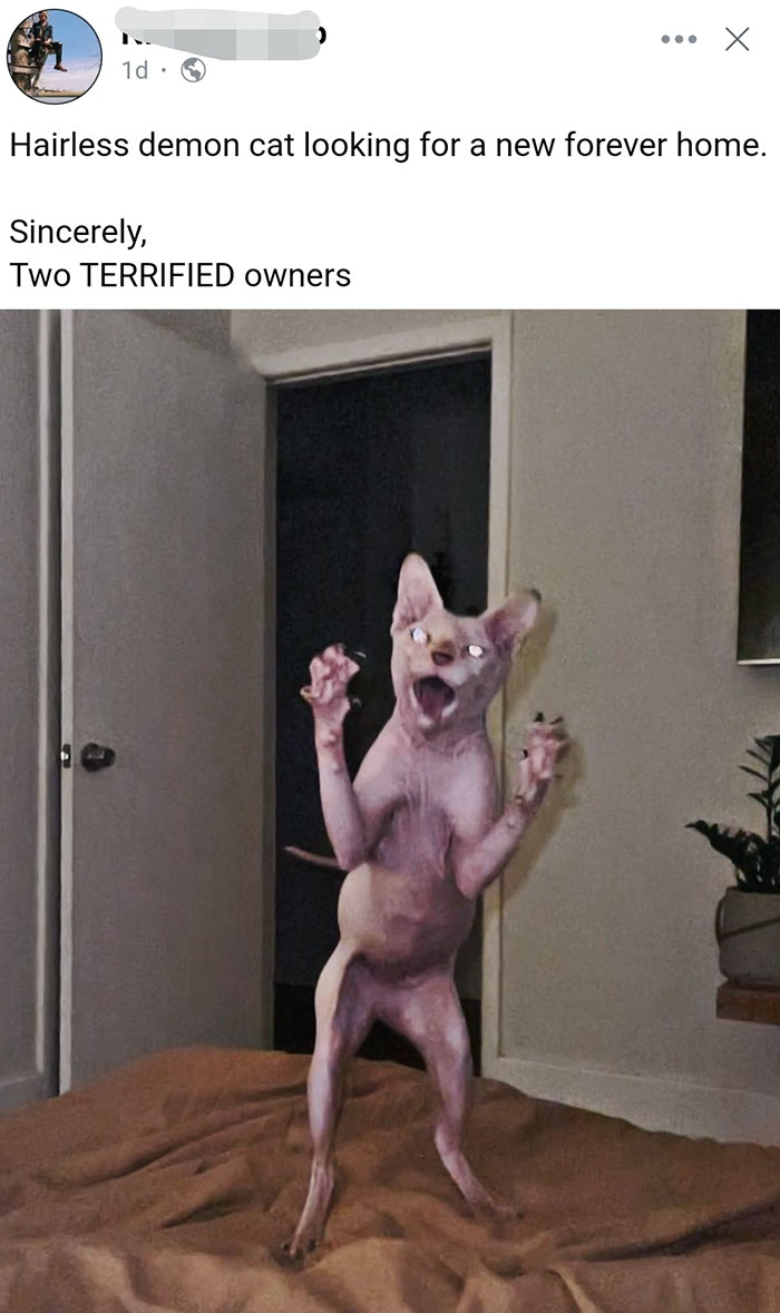 Funny Pets Scaring Their Owners 48 6481E08D0A537 700