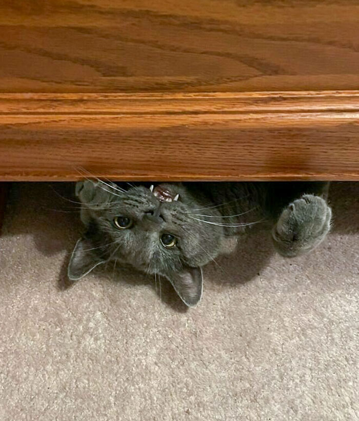 Funny Pets Scaring Their Owners 56 64A80B2Fe0C75 700
