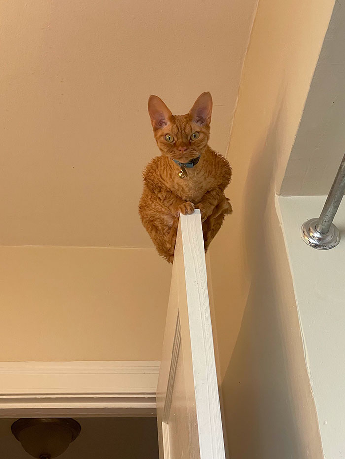 Funny Pets Scaring Their Owners 6 64C0Db6E32Fc6 700