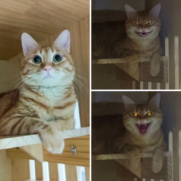 Funny Pets Scaring Their Owners 64 64A818F7C9058 700