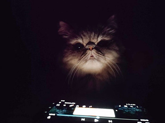 Funny Pets Scaring Their Owners 7 64C0Dbd8854E5 700