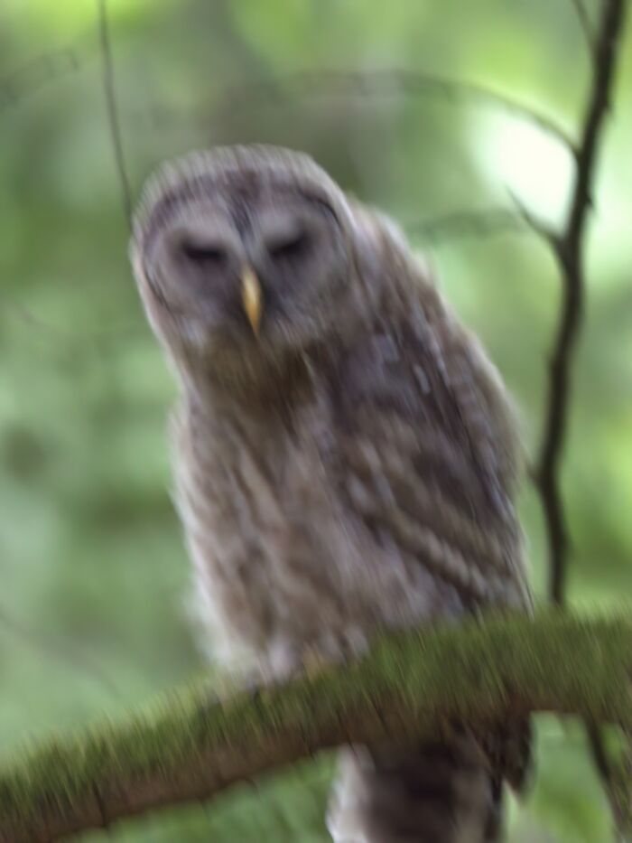 Hilarious Bad Bird Photography 64Bf90Dc5Fe7E 700