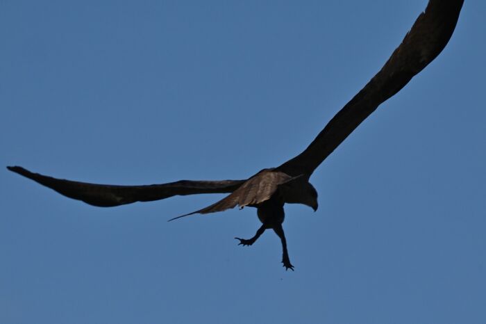 30 Hilarious Failed Bird Photography Attempts: