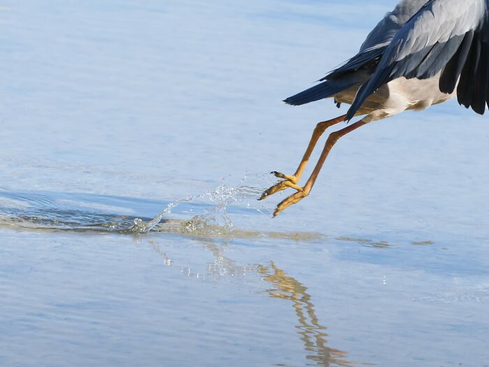 Hilarious Bad Bird Photography 64Bf9Bdc42C46 700
