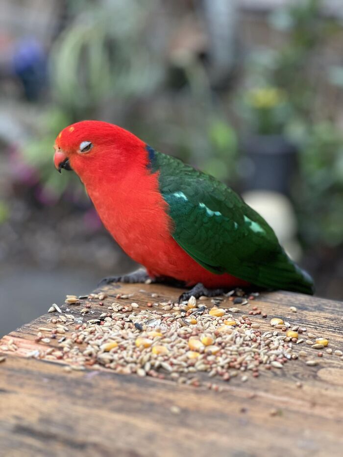 Hilarious Bad Bird Photography 64Bf9C321Db92 700
