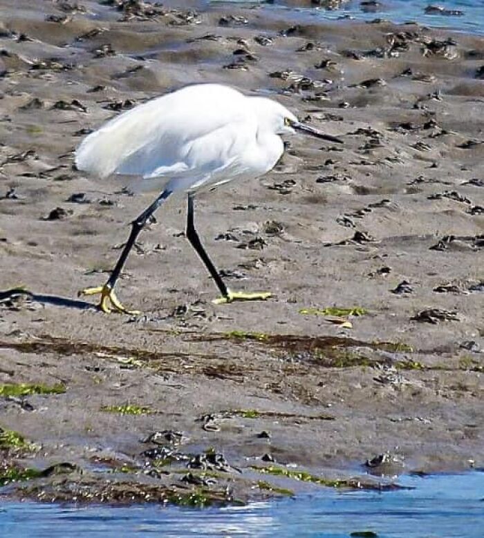 30 Hilarious Failed Bird Photography Attempts: