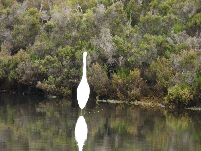 Hilarious Bad Bird Photography 64Bfb24288Caa 700