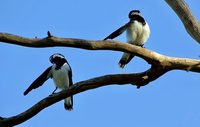 30 Hilarious Failed Bird Photography Attempts:
