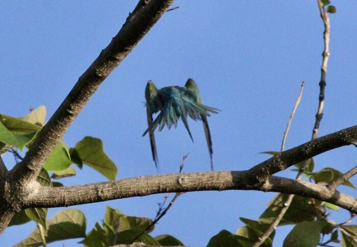 Hilarious Bad Bird Photography 64Bfb7Ad9756A 700