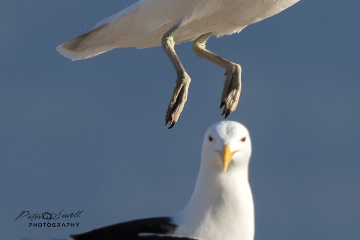 Hilarious Bad Bird Photography 64Bfb87782A3A 700
