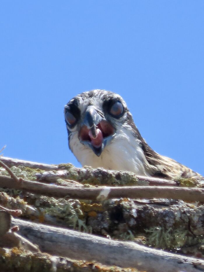 Hilarious Bad Bird Photography 64Bfb93E5A93A 700