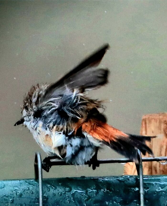 30 Hilarious Failed Bird Photography Attempts: