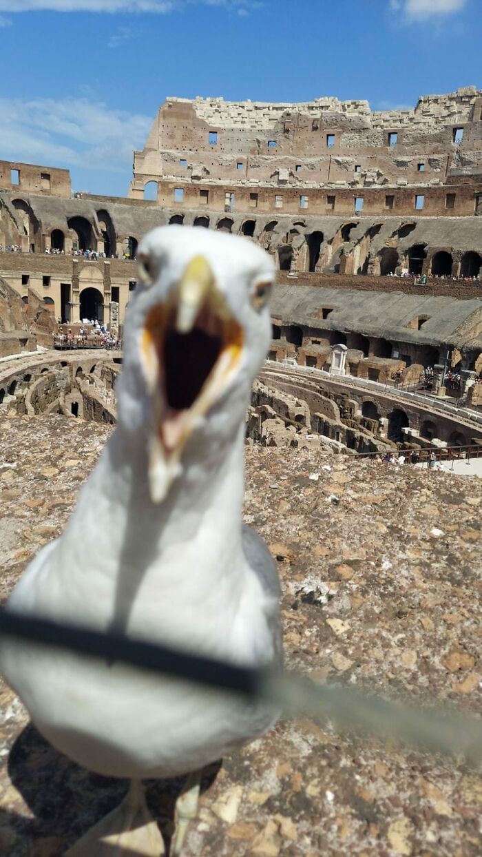 Hilarious Bad Bird Photography 64Bfb9D1Cc32A 700