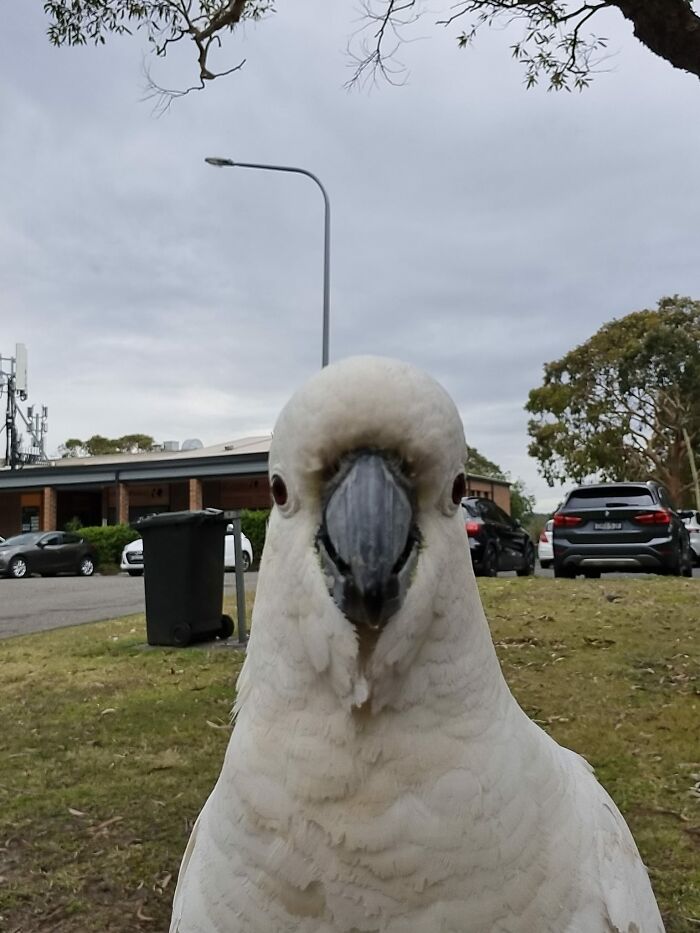 Hilarious Bad Bird Photography 64Bfba5F42F8E 700