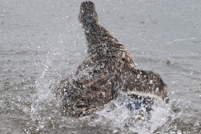Hilarious Bad Bird Photography 64Bfba9E43389 700