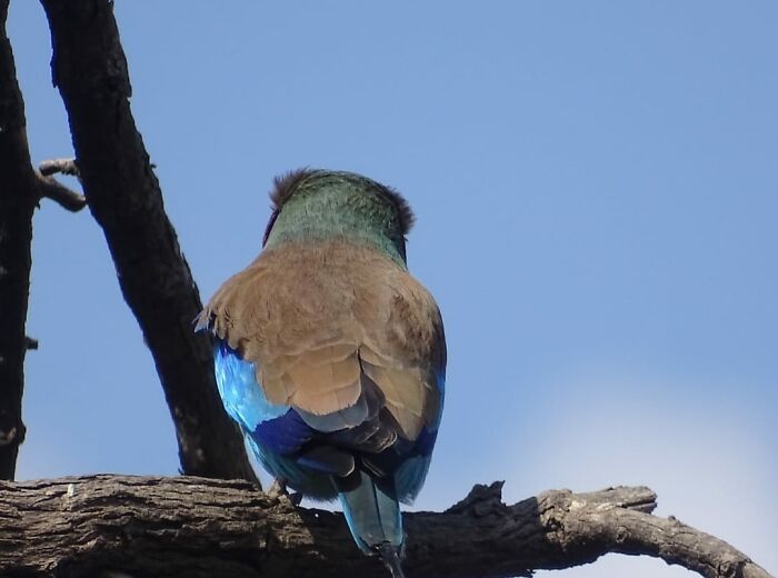 Hilarious Bad Bird Photography 64Bfbadad8B4A 700