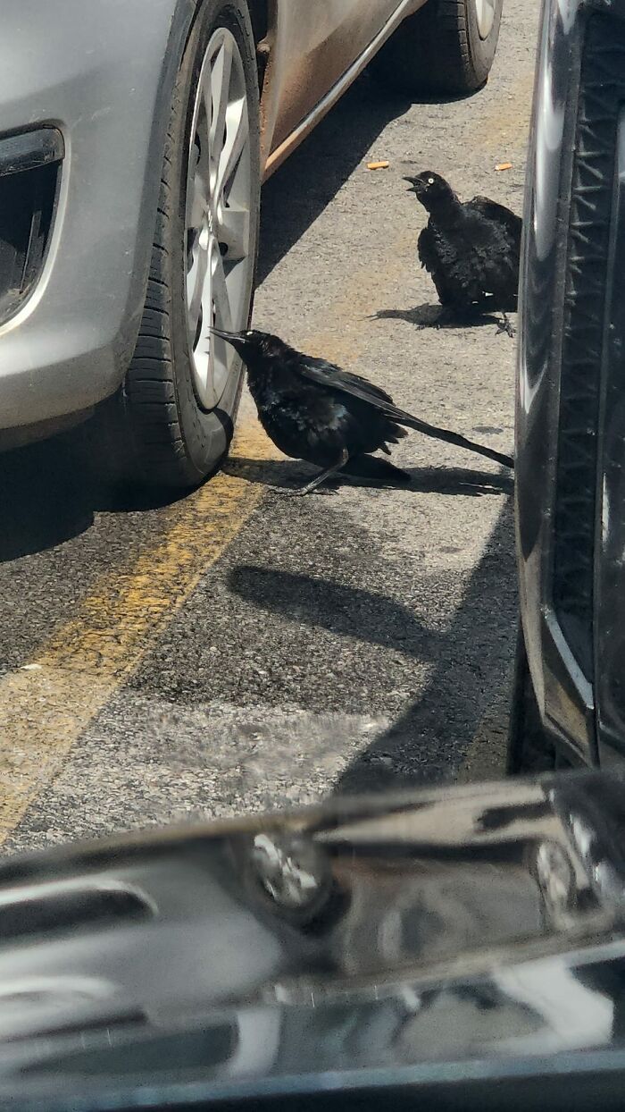 Hilarious Bad Bird Photography 64Bfbd0A06B70 700