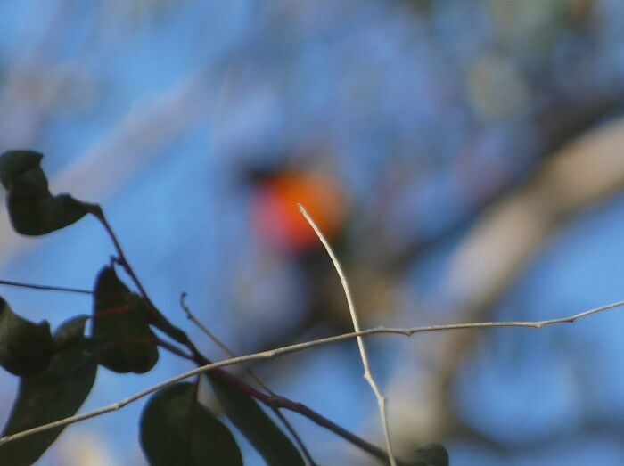Hilarious Bad Bird Photography 64Bfbdc98F093 700