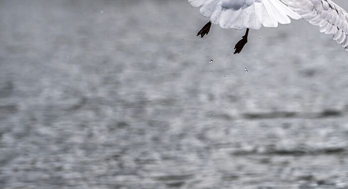 Hilarious Bad Bird Photography 64Bfbe131Dc3C 700