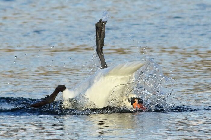 Hilarious Bad Bird Photography 64Bfbf195Bc8B 700