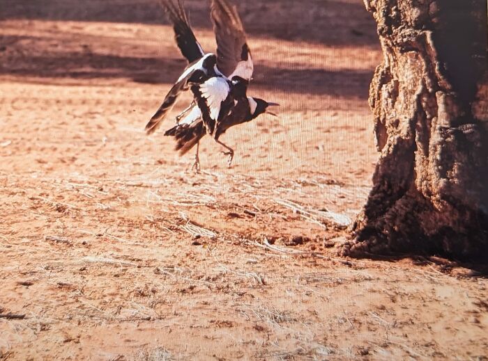 Hilarious Bad Bird Photography 64Bfc1F621537 700