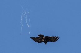 Hilarious Bad Bird Photography 64Bfc260395D5 700