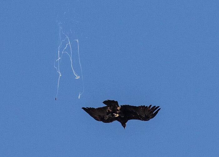 Hilarious Bad Bird Photography 64Bfc260395D5 700
