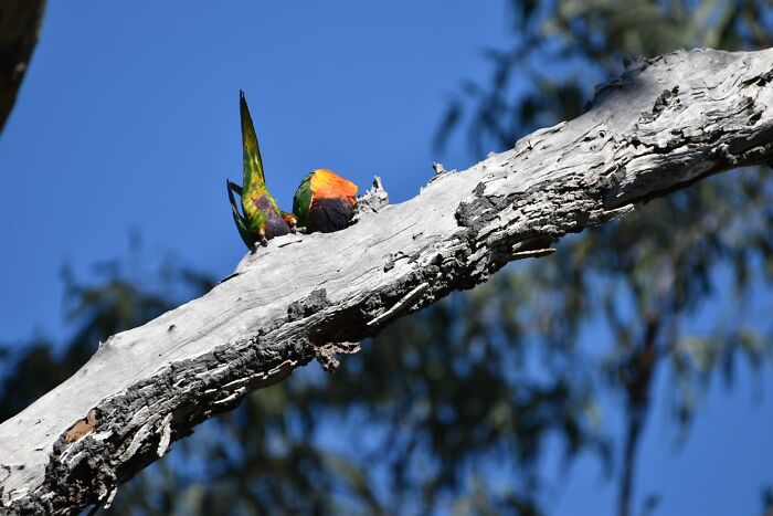 Hilarious Bad Bird Photography 64Bfc2Bcdd571 700