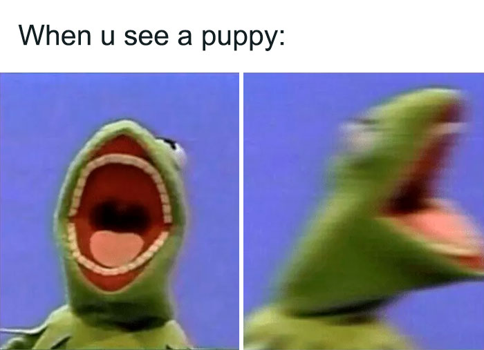 Kermit The Frog Memes 24 649C2D865E517 700