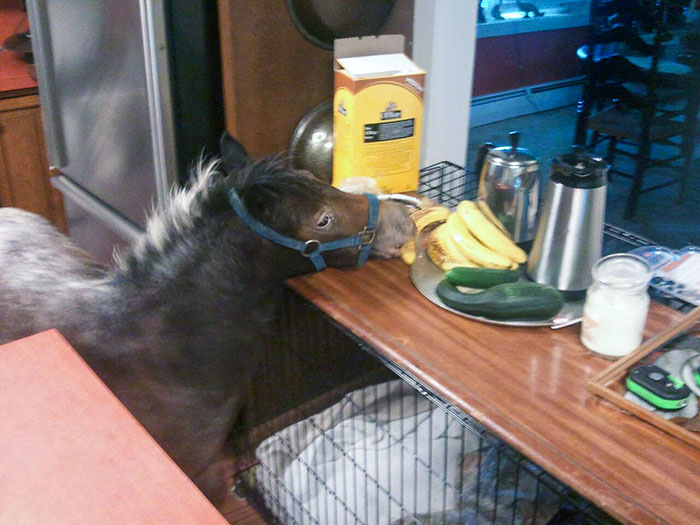 Pets Stealing Food Pics 10 64Ca634267C8A 700