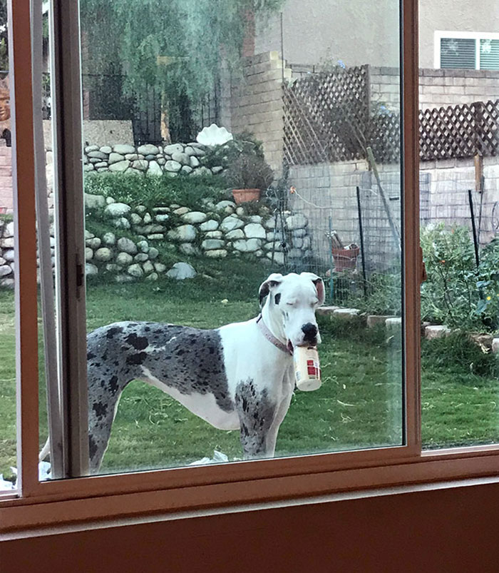 Pets Stealing Food Pics 100 64Cbafa15Be78 700