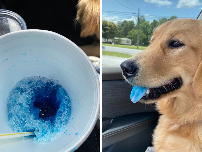Pets Stealing Food Pics 101 64959429A11D2 700