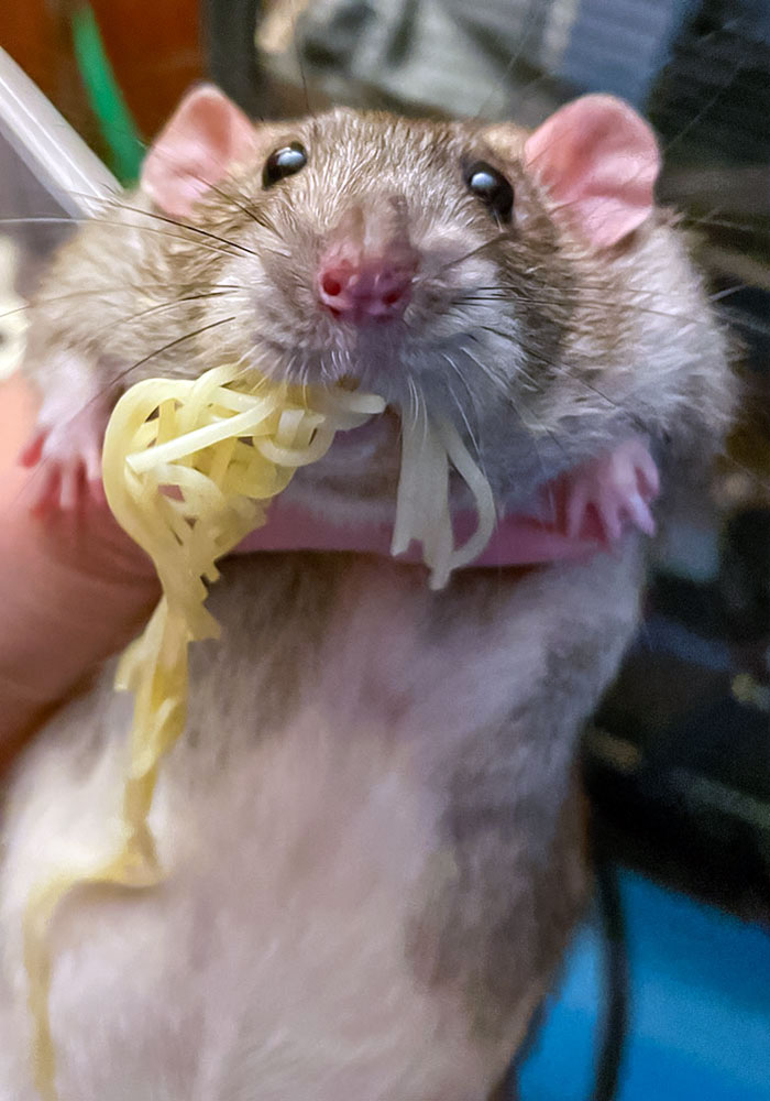 Pets Stealing Food Pics 125 64Cb6353Ac1E2 700