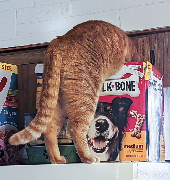 Pets Stealing Food Pics 137 64Cb563C43580 700